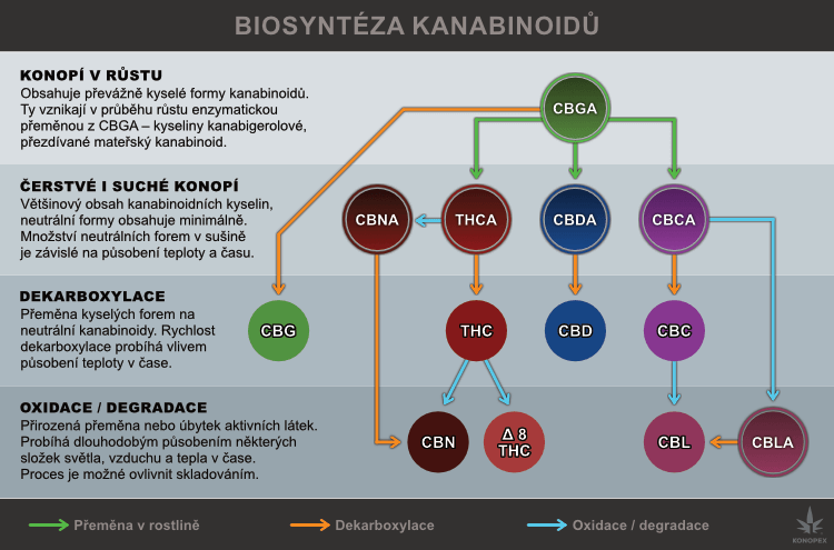 Biosyntéza kanabinoidů. Přeměna kyselých forem na neutrální
