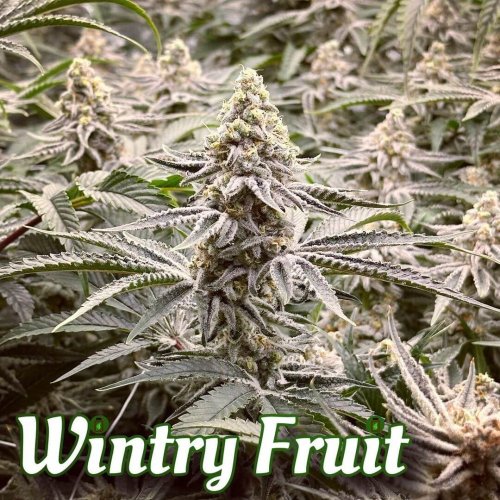 Wintry Fruit - Počet ks v balení: 12 ks
