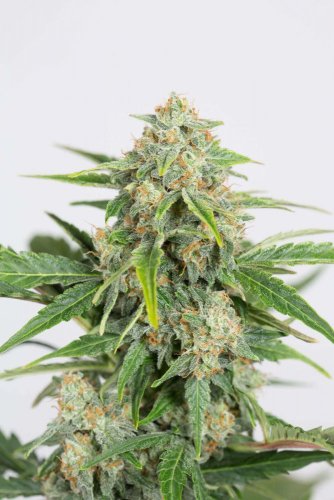 Dinamed CBD Autoflowering