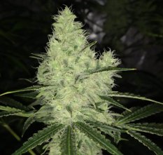 Gelato Punk 10 ks
