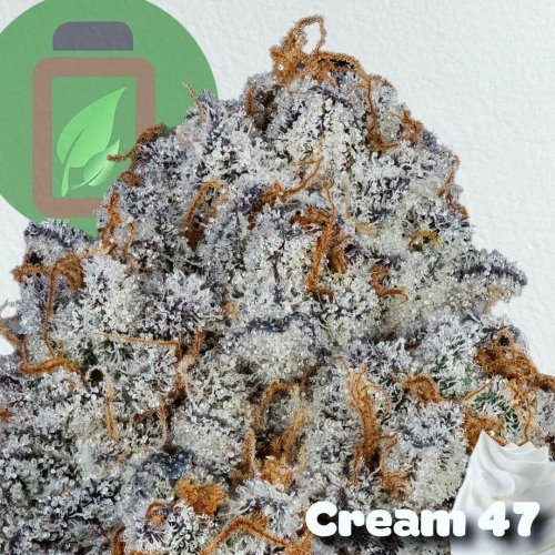 Cream 47 - Počet ks v balení: 12 ks