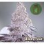 Wintry Fruit