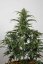 Dinamed CBD Autoflowering