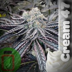 Cream 47