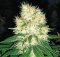 Zkittles 10 ks