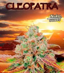 Cleopatra CBD