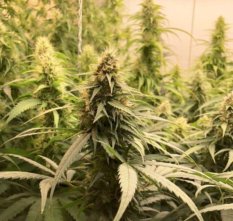 Dutch Passion CBG-Force®