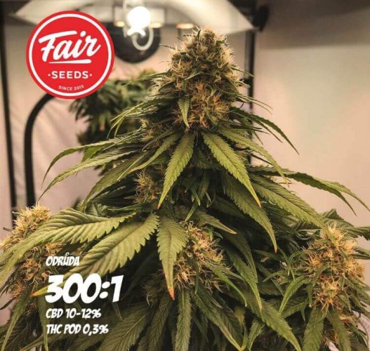 CBD 300:1 Fair Seeds - Počet ks v balení: 1 ks