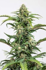 Dinamed CBD Autoflowering