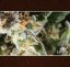 Critical Purple 10 ks