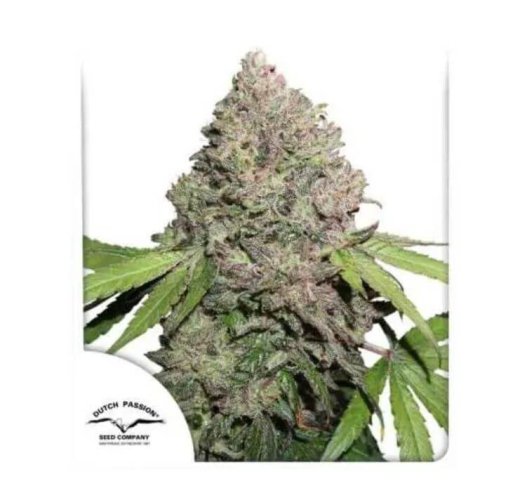 CBD Charlotte’s Angel® - Počet ks v balení: 3 ks