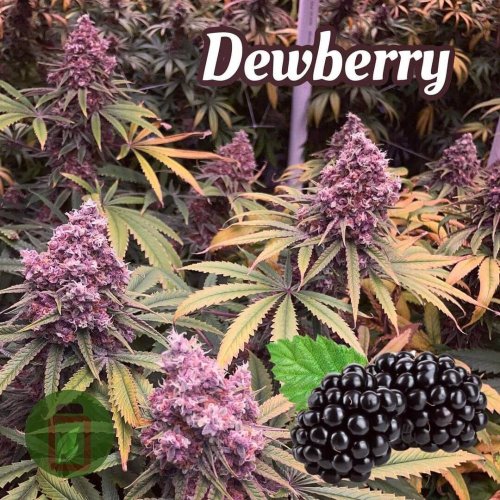 Dewberry - Počet ks v balení: 6 ks