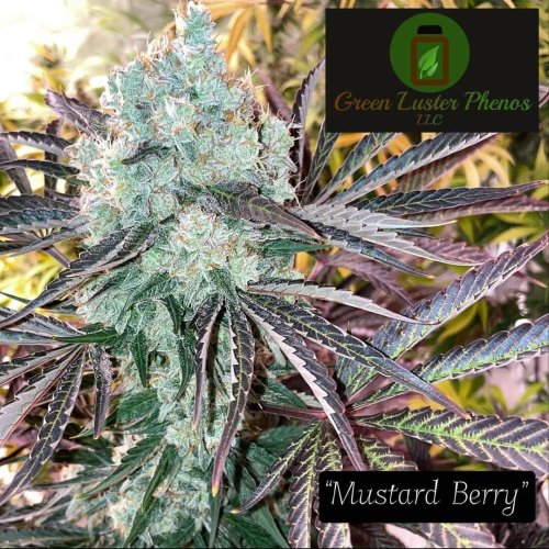 Mustard Berry - Počet ks v balení: 12 ks