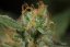 Dinamed CBD Autoflowering