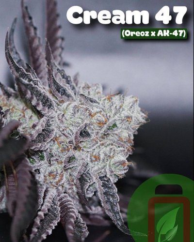 Cream 47 - Počet ks v balení: 12 ks