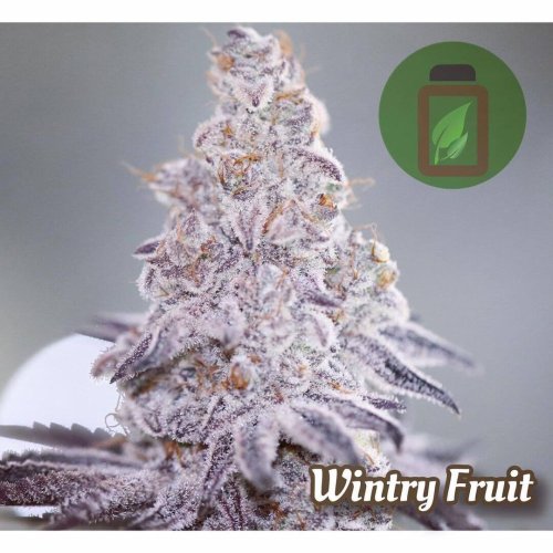 Wintry Fruit