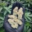 Wintry Fruit