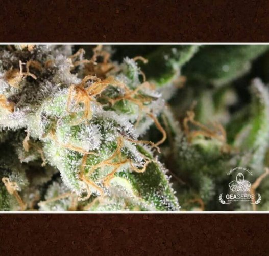 Critical Purple 10 ks