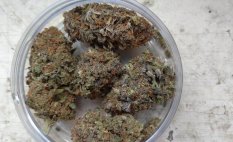 Květy konopí Amnesia CBD