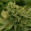 Midwest CBD - Počet ks v balení: 5 Ks