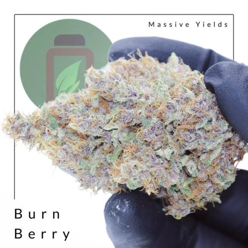 Burn Berry