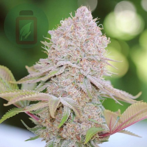 Kush 'N Cream - Počet ks v balení: 6 ks