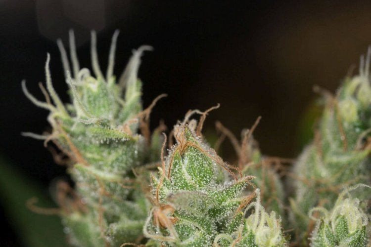 Dinamed CBD Plus - Počet ks v balení: 10 ks