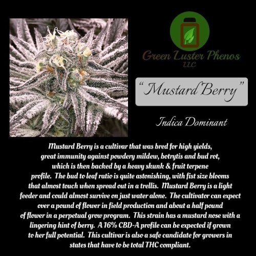 Mustard Berry - Počet ks v balení: 12 ks