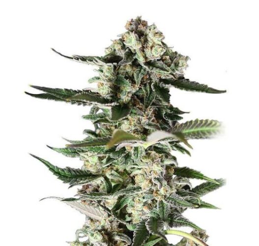 Critical Purple 10 ks