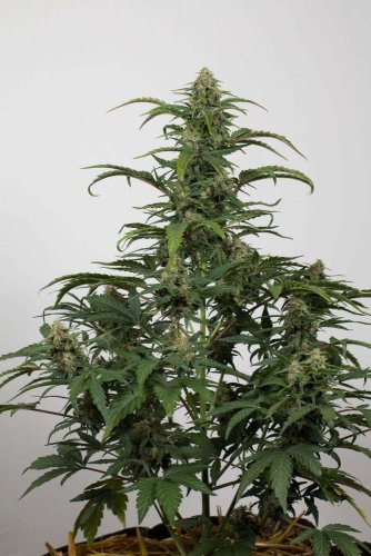 Dinamed CBD Autoflowering