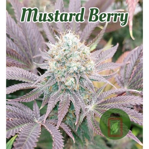 Mustard Berry - Počet ks v balení: 12 ks