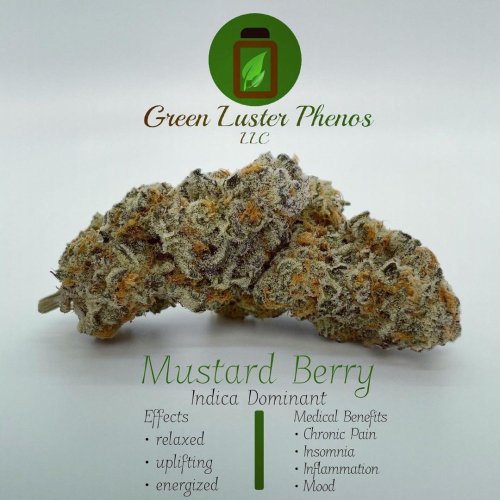 Mustard Berry - Počet ks v balení: 12 ks