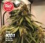 CBD 300:1 Fair Seeds - Počet ks v balení: 1 ks