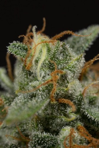 Dinamed CBD Autoflowering