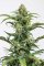 Dinamed CBD Autoflowering