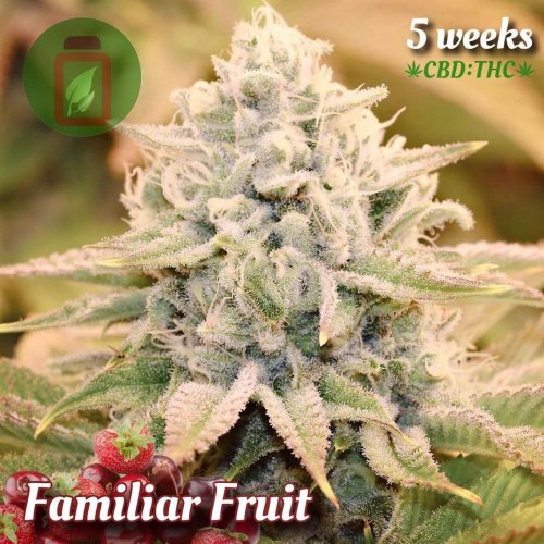 Familiar Fruit - Počet ks v balení: 12 ks