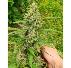 CBD Mazar