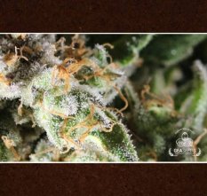 Critical Purple 10 ks
