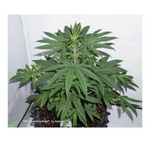 CBD Charlotte’s Angel® - Počet ks v balení: 3 ks