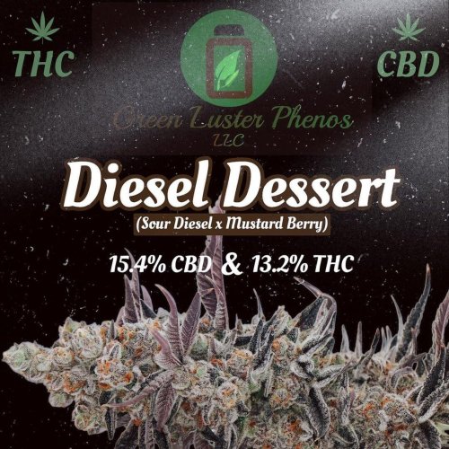 Diesel Dessert - Počet ks v balení: 12 ks