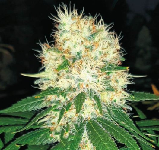 Zkittles 10 ks