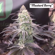 Mustard Berry