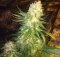 Langui Kush 3 ks