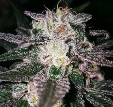 Gorilla Cookies 25 ks