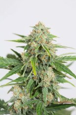 Dinamed CBD Autoflowering