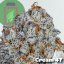 Cream 47 - Počet ks v balení: 12 ks