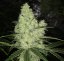 Gelato Punk 10 ks