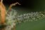 Dinamed CBD Autoflowering