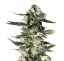 Critical Purple 10 ks