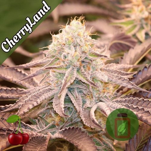 CherryLand - Počet ks v balení: 6 ks